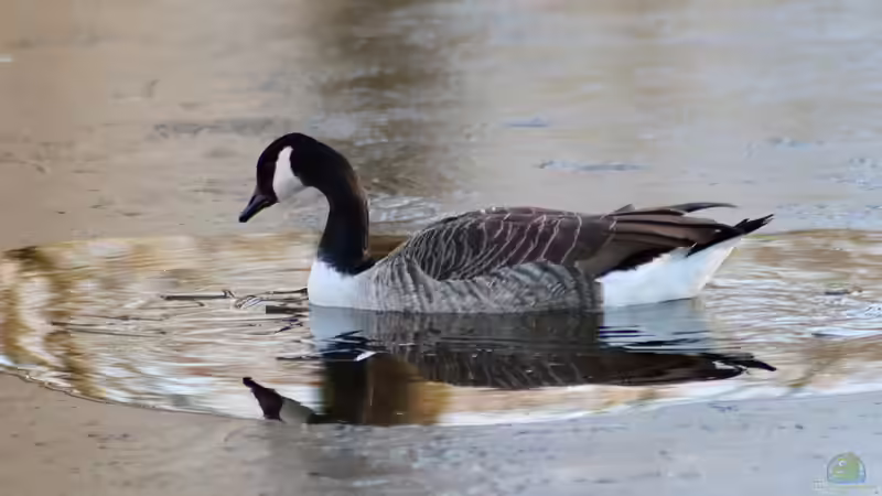 Do it yourself: Eisfreihalter im Selbstbau