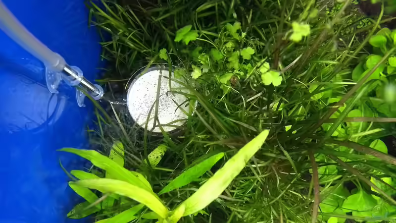 Do!aqua Music Glass-CO2-Diffusor von C-NA (44)