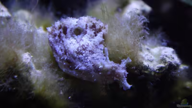 Dolabella auricularia 28.06.2009 von Stephan Ascher (54)