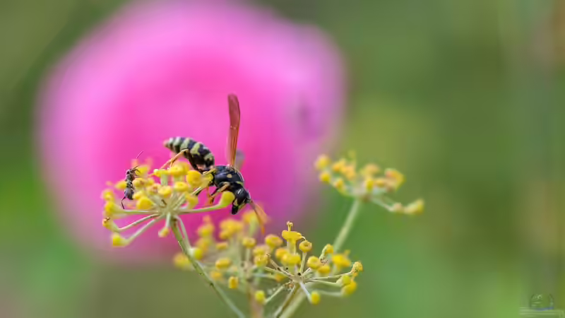 Doldenblütler - faszinierende Vielfalt zwischen Küchenkraut, Heilpflanze und Giftgewächs