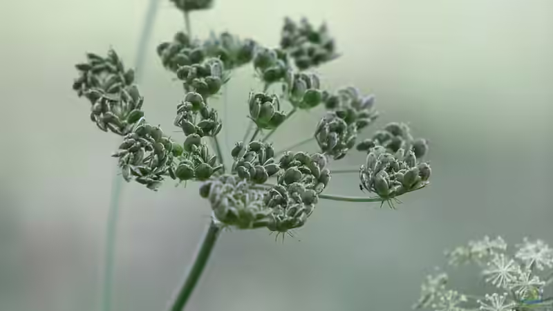 Doldenblütler - faszinierende Vielfalt zwischen Küchenkraut, Heilpflanze und Giftgewächs