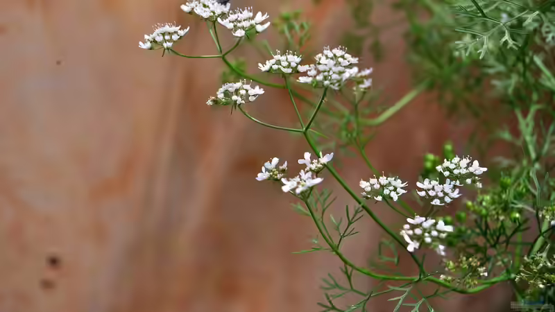 Doldenblütler - faszinierende Vielfalt zwischen Küchenkraut, Heilpflanze und Giftgewächs