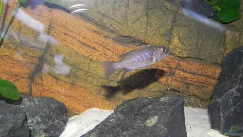 Dominante fryeri Meid von Sternenseeträumer (30)