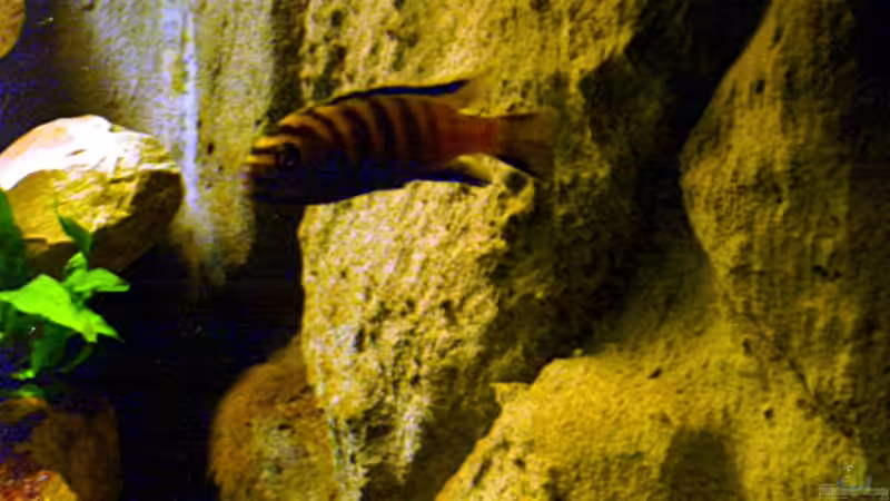 dominanter Flavus Bock WFNZ von Robert Dietrich (12)