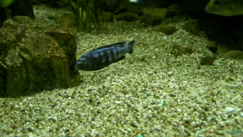 dominanter Saulosibock; oben Yellowbock von Thorsten Peetz (18)