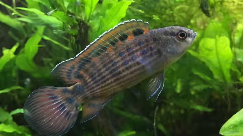 Dominantes Männchen von Harald Kästner (31)