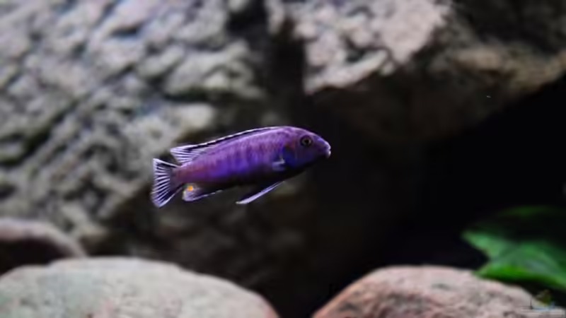 Dominater Saulosi Bock von Beni (16)