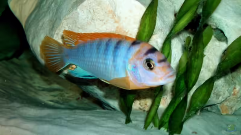 dominierendes Hongi von Nikola Balov (10)