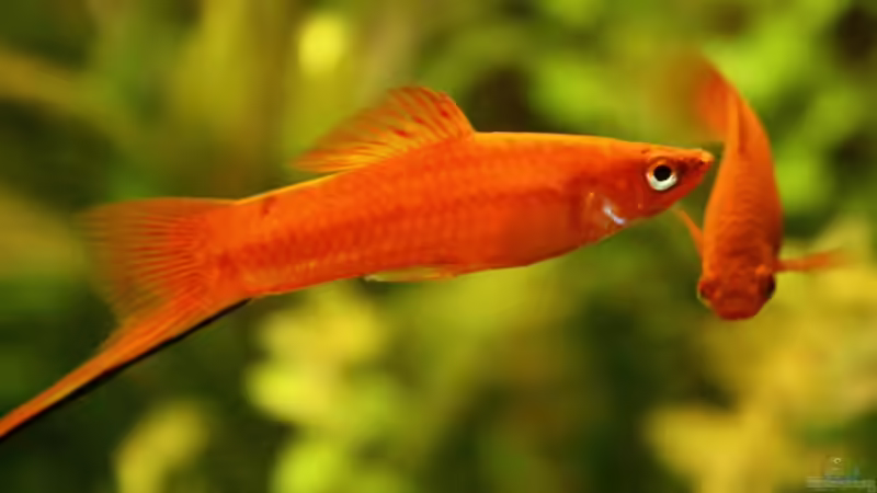 dominierendes Männchen von Andreas Christ (16)