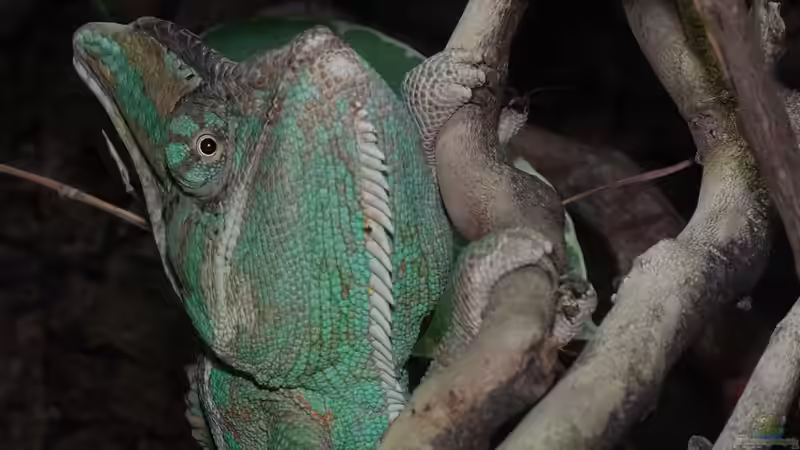 Doof glotzen geht immer von Cichliden-Kabuff (23)