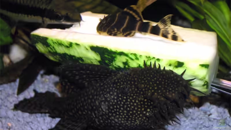 Doppeldecker mit Ungleichgewicht von Fossybear (36)