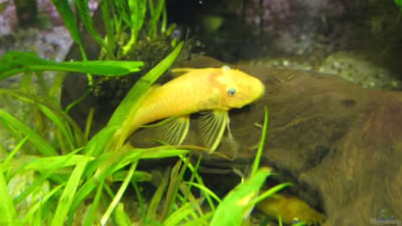 Doppeldecker von Sascha Bötzel (11)