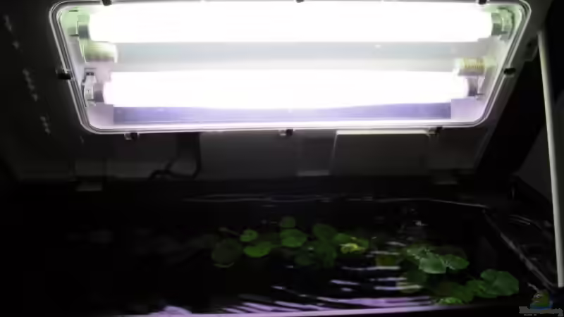 Doppelleuchtbalken (Spritzwassergeschützt) von gestresster (Sven) (12)