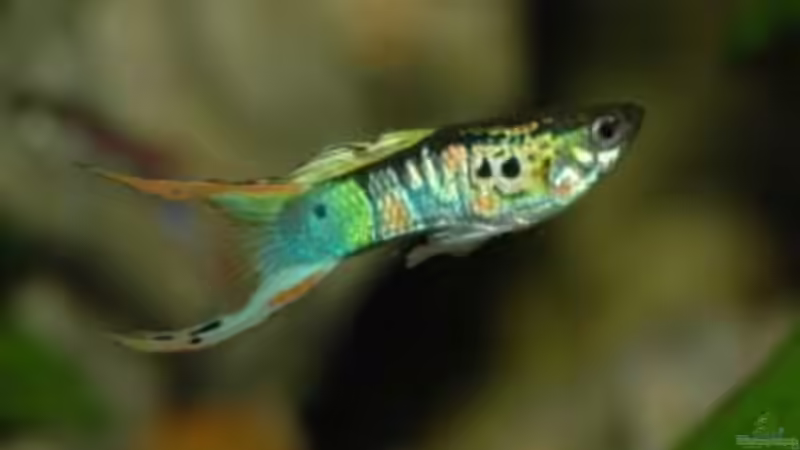 doppelschwert wiener schmaragt von Manfred und Heidi Reis (8)