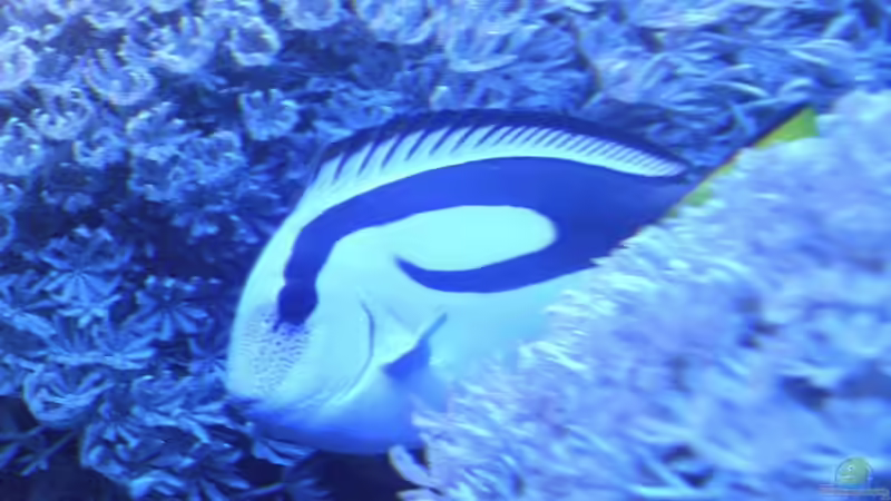 Dori :) von mr.boomBASCHTIc (20)