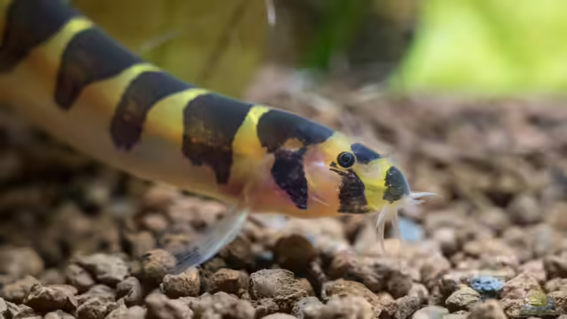 Dormauge von rasrol (28)