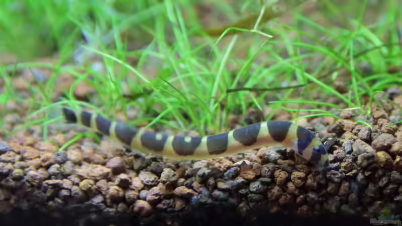 Dornauge - pangio kuhlii von c-th (25)