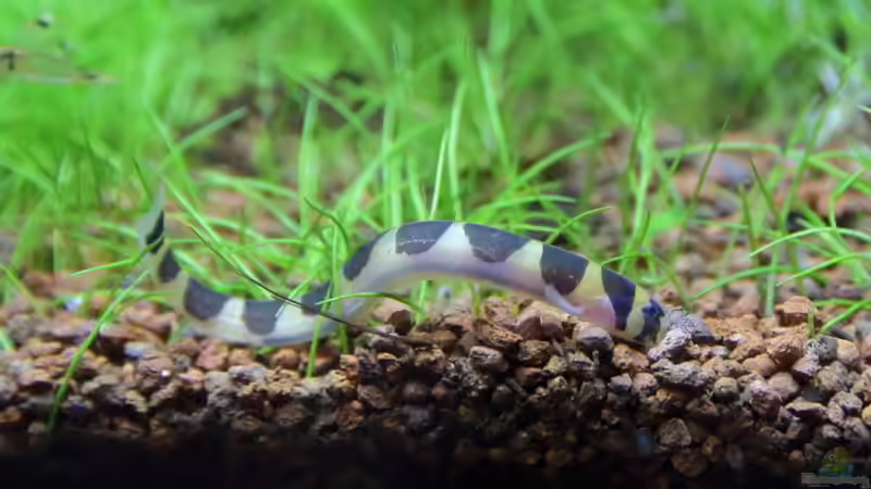 Aquarien mit Gefleckten Dornaugen (Pangio kuhlii)