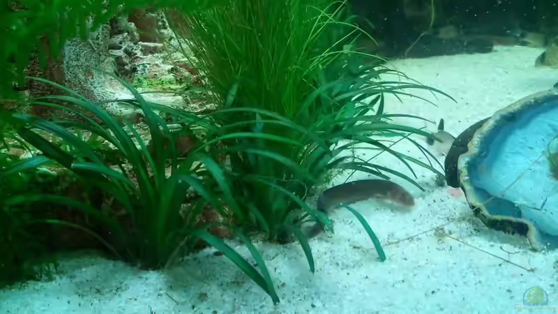 Aquarien mit Gefleckten Dornaugen (Pangio kuhlii)