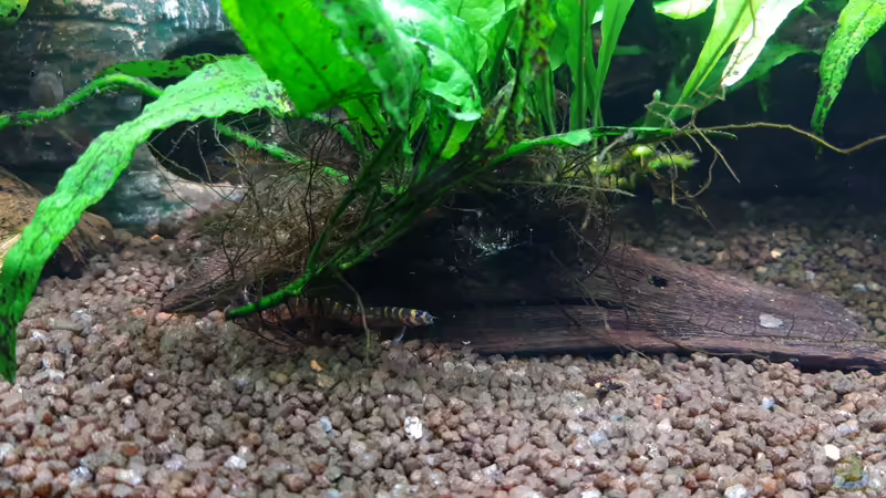 Aquarien mit Gefleckten Dornaugen (Pangio kuhlii)