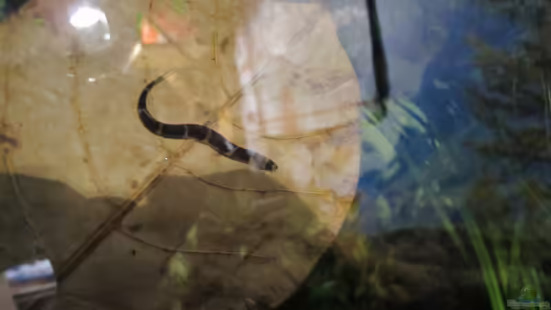 Dornauge auf schwimmendem Seemandelbaumblatt von Locke1992 (30)