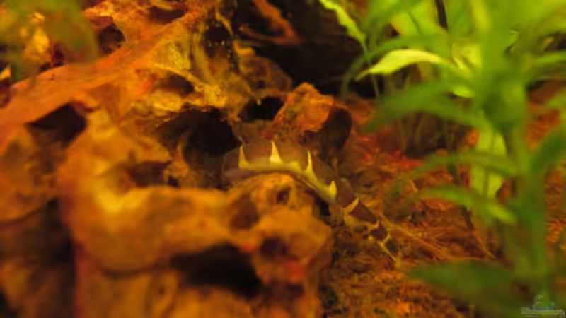 Dornauge erforscht Drachenstein von Locke1992 (36)