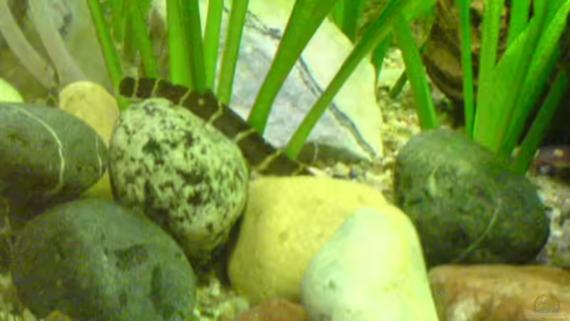 Dornauge im Steinhaufen von Dornauge xxl (26)