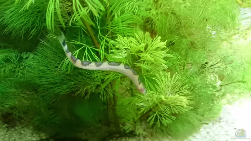 Einrichtungsbeispiele für Aquarien mit Haarnixen (Cabomba)