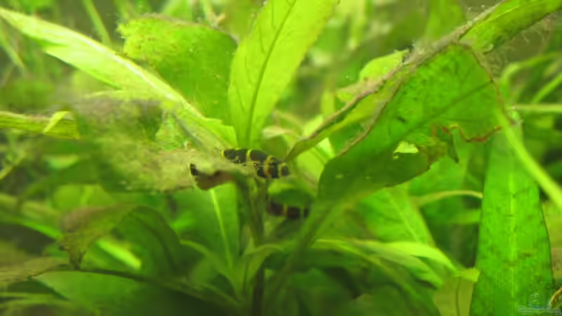 Dornauge in Hygrophila von Locke1992 (25)