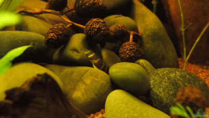 Dornauge in Steinhaufen von Locke1992 (37)