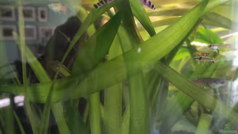 Dornauge noch vor der Umgestaltung von SoSi (12)