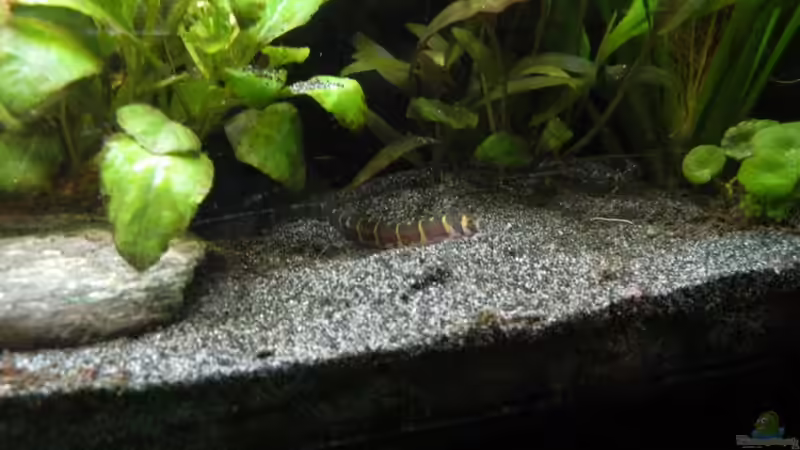 Dornauge Nr. x von Nick3 (22)