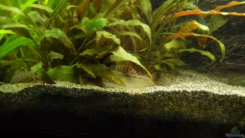 Dornauge Nr. xy von Nick3 (25)