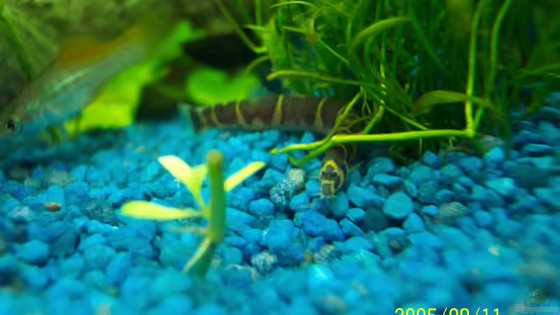 Dornauge,schaut er net frech der klene*löl* von Mandy Hopp und Kevin Rothfuß (7)