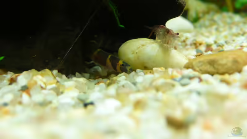 Dornauge und Red Fire von Torsten Franke (8)