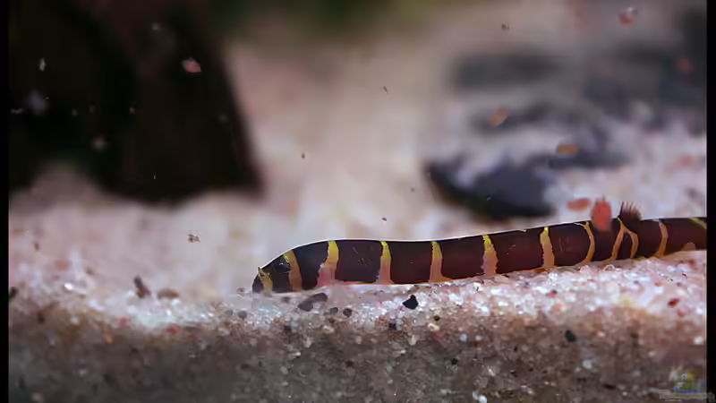 Dornauge unter Wasserflöhen von vixen (33)