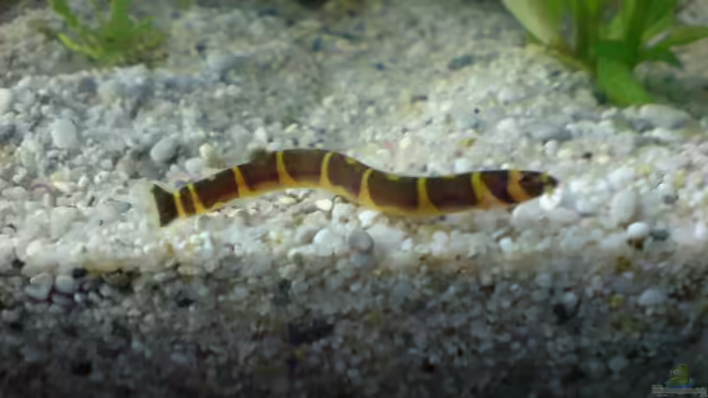 Dornauge von bjoern (9)