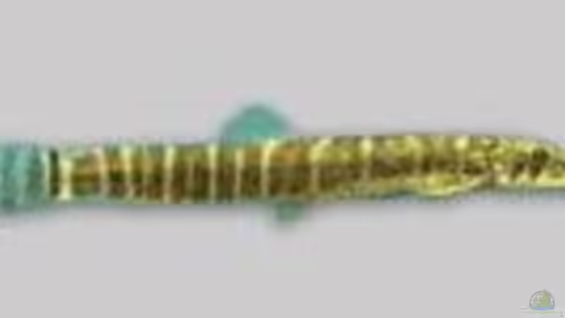 Dornauge von Björn Krüger (15)