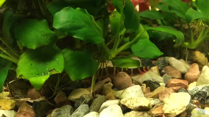 Dornauge von Ceylon (56)