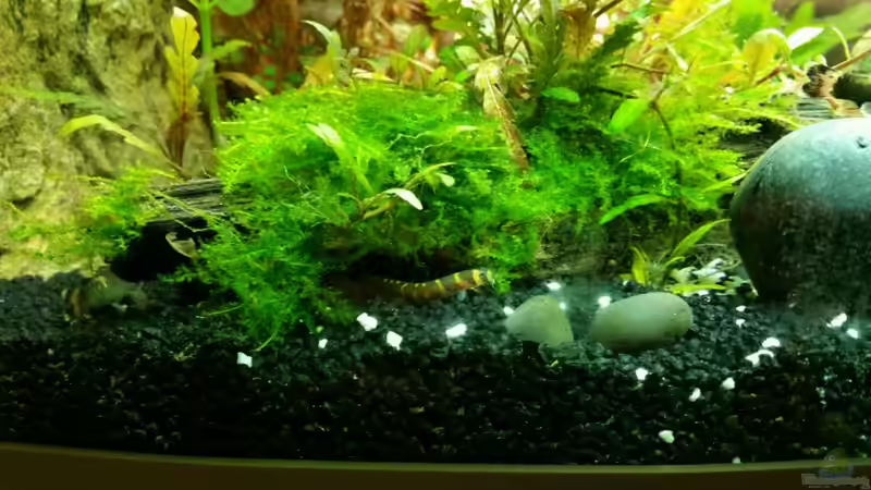 Dornauge von Chita (10)