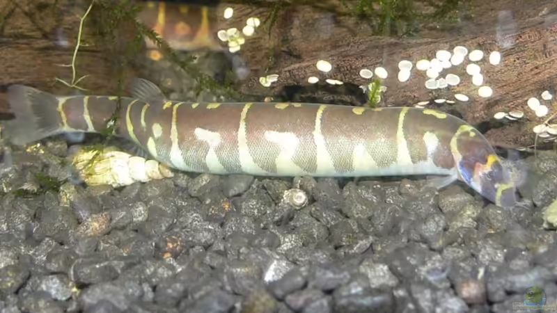 Dornauge von derflo (30)