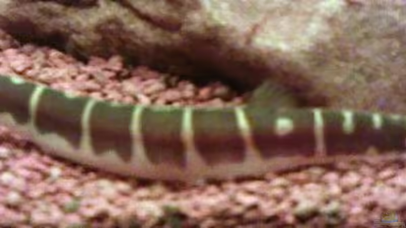 Dornauge von Greedo (11)