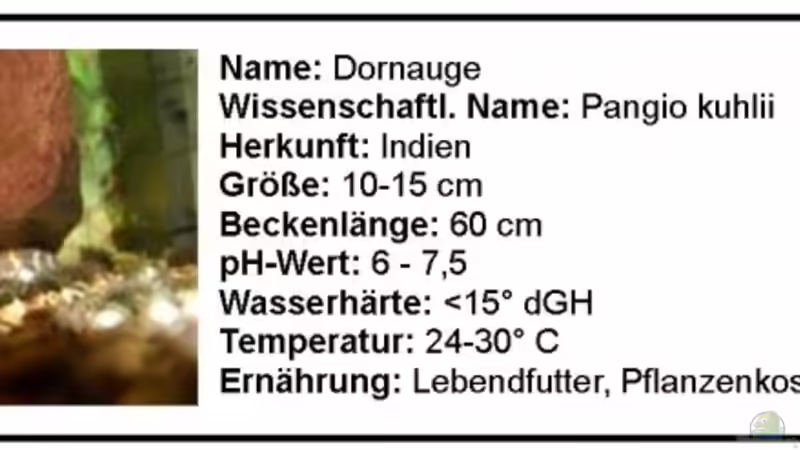 Dornauge von Hobytomy (21)