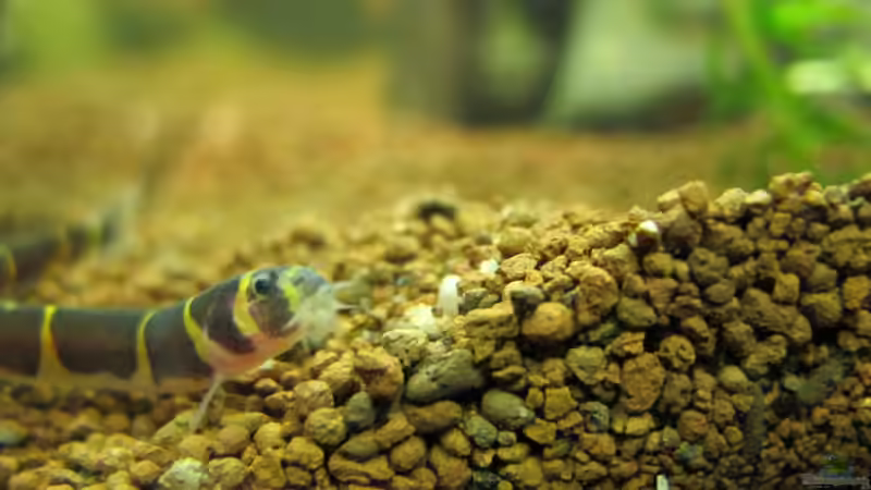 Dornauge von Locke1992 (24)