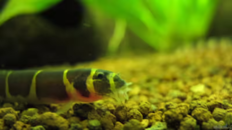 Dornauge von Locke1992 (26)