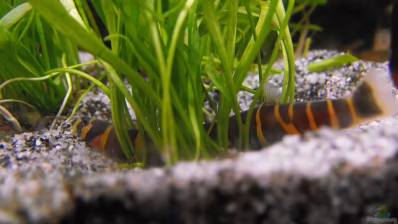 Dornauge von Pebas/Peter (6)