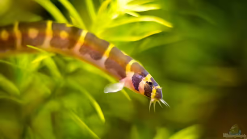 Dornauge von rasrol (29)