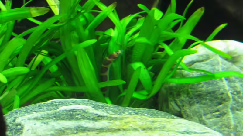 Dornauge von Sarah (37)