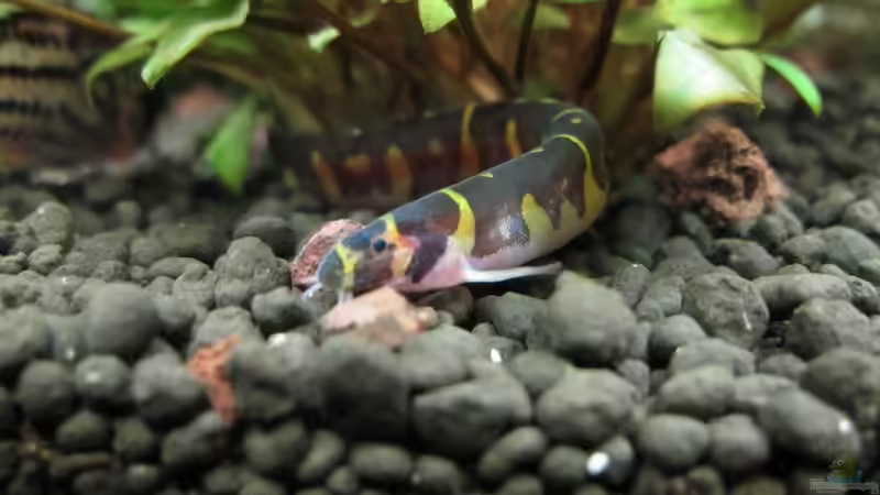 Dornauge von Sarah (55)