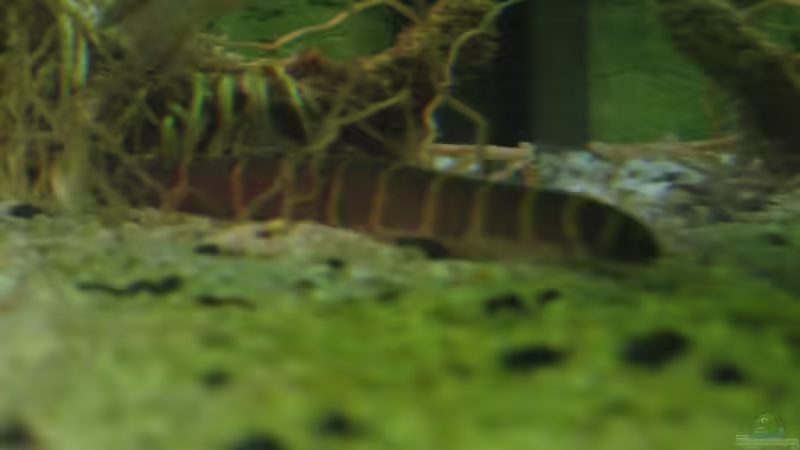 Dornauge von Stefan Holzmann (14)